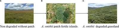 Artemisia smithii patches form fertile islands and lead to heterogeneity of soil bacteria and fungi within and around the patches in alpine meadows of the Qinghai-Tibetan Plateau